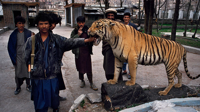 باغ‌وحش کابل در چنگ وحشیان انسان‌نما