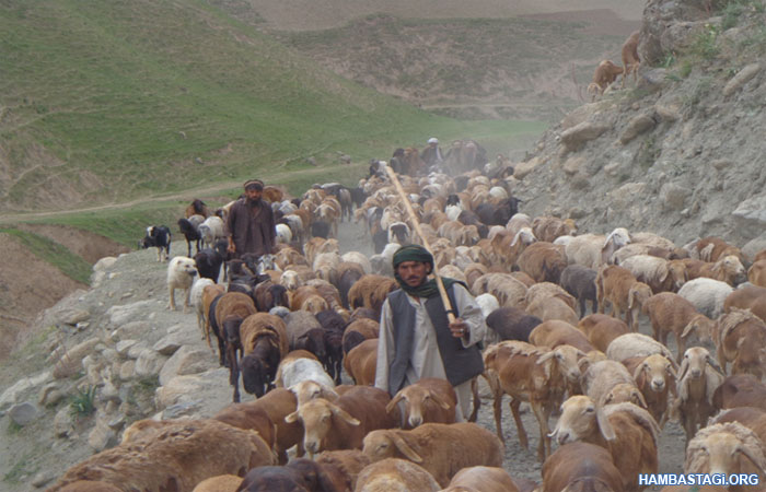 چوپان‌های افغانستان