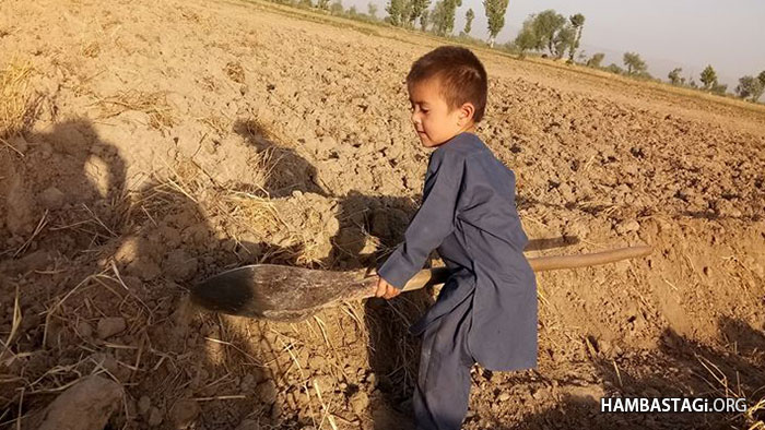 مردمان ینگی قلعه، خواجه بهاوالدین و درقد میان دو سنگ آرد می‌شوند